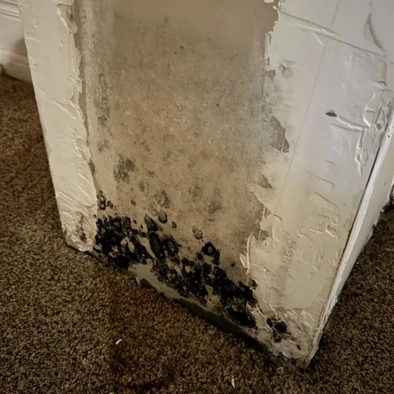 Professional Mold Removal in Savoy, IL